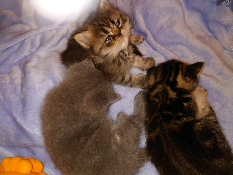 exotic shorthair kittens for sale gumtree